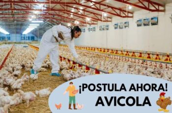 Avícola Solicita Personal ¡Postula Ahora!